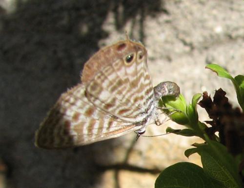 Leptotes pirithous