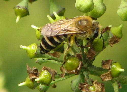 Colletes hederae