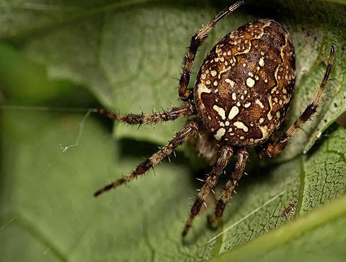 Araneus diadematus