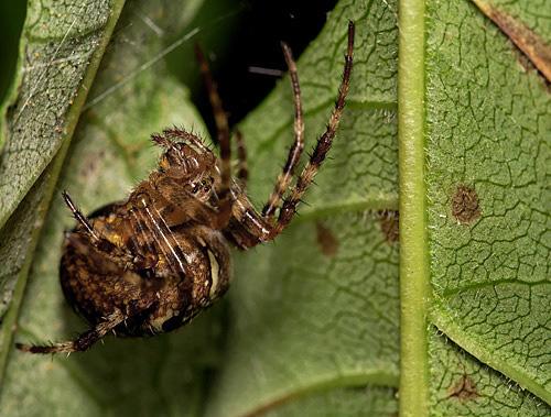Araneus diadematus