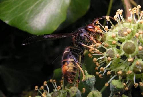 Vespa velutina