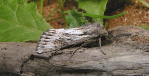 Aporophyla australis