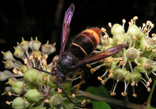 Vespa velutina
