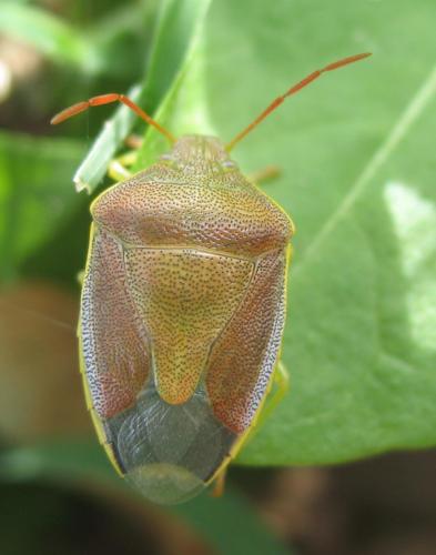 Piezodorus lituratus