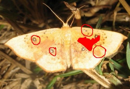 Cyclophora sp.