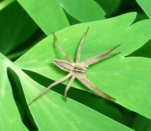 Pisaura mirabilis