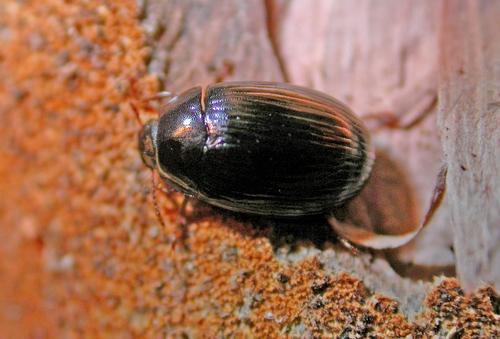 Platydema dejeanii