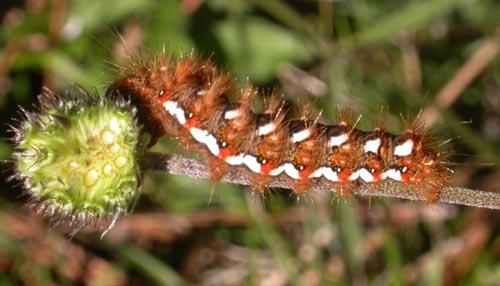 Acronicta rumicis