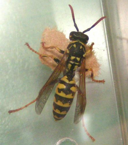 Polistes sp.