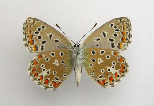 Polyommatus bellargus