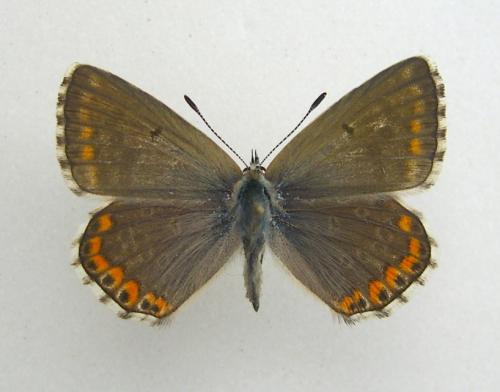 Polyommatus sp.