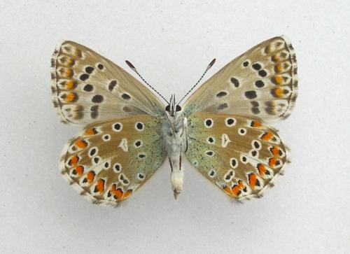 Polyommatus sp.