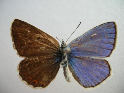 Polyommatus escheri
