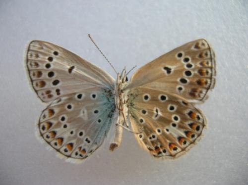Polyommatus escheri