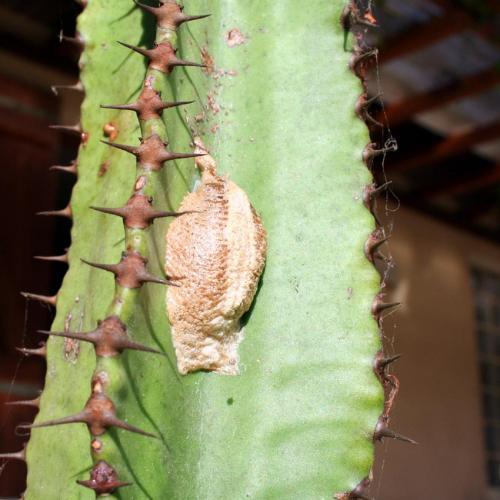Réf. 14 704 : Mantis religiosa