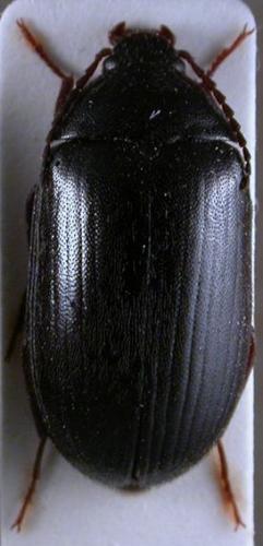 Réf. 14 107 : Prionychus sp.