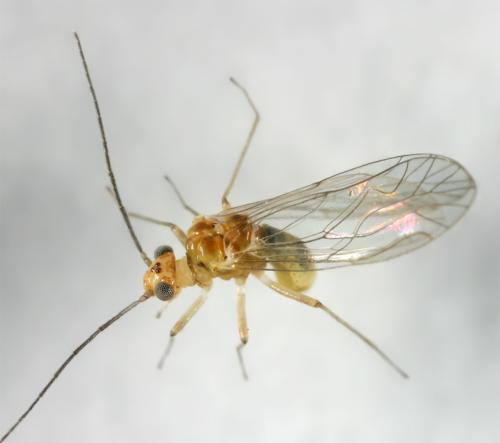Réf. 14 022 : Elipsocus sp.