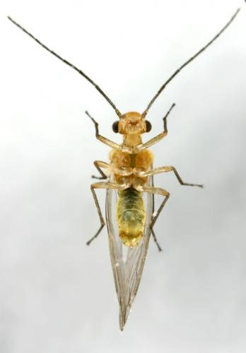 Réf. 14 023 : Elipsocus sp.