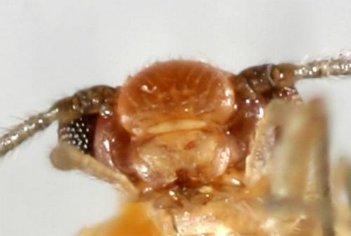 Elipsocus sp.