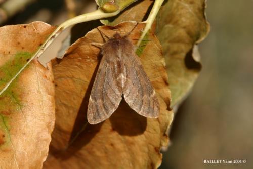 Réf. 14 603 : Ptilophora plumigera