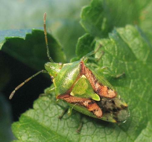 Réf. 14 804 : Cyphostethus tristriatus