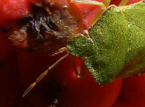 Palomena prasina