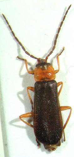 Cratosilis distinguenda