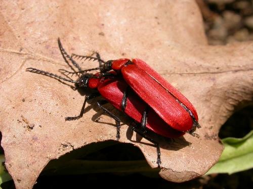 Réf. 14 142 : Pyrochroa coccinea