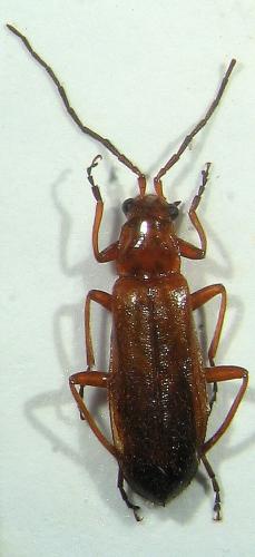 Réf. 14 691 : Rhagonycha fulva
