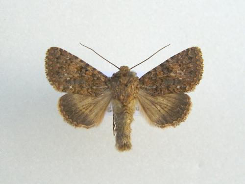 Recoropha canteneri