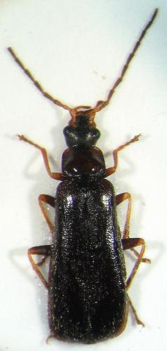 Rhagonycha gallica