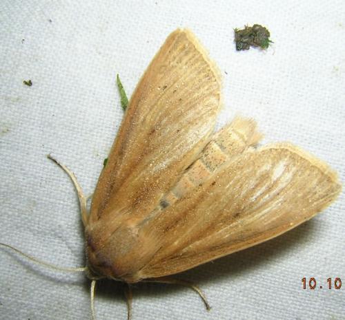 Réf. 14 446 : Rhizedra lutosa