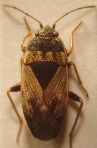 Trapezonotus ullrichi