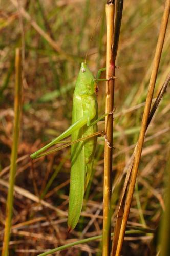 Réf. 14 055 : Ruspolia nitidula