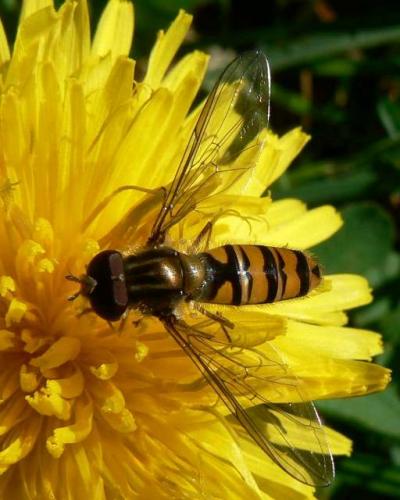 Episyrphus balteatus