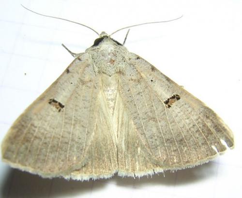 Lygephila craccae