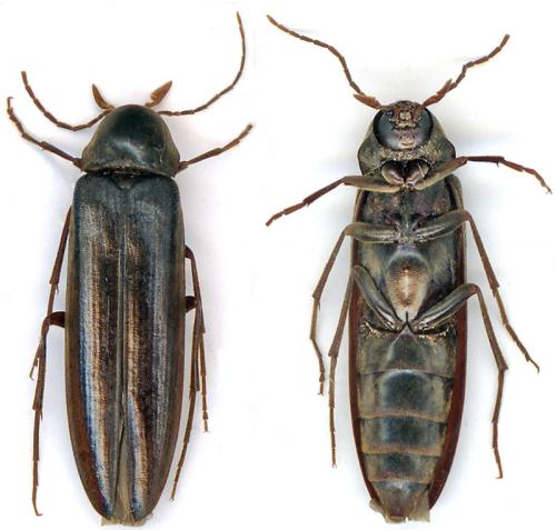 Réf. 14 008 : Serropalpus barbatus