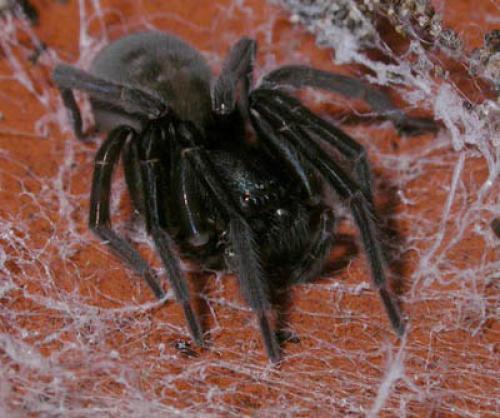 Réf. 14 539 : Amaurobius sp.