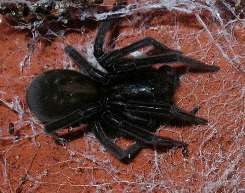 Réf. 14 540 : Amaurobius sp.