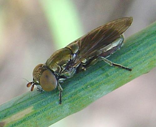Riponnensia splendens