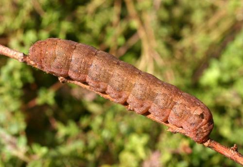 Spodoptera littoralis