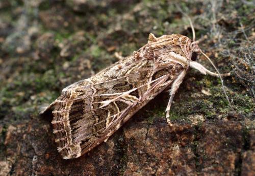 Spodoptera littoralis