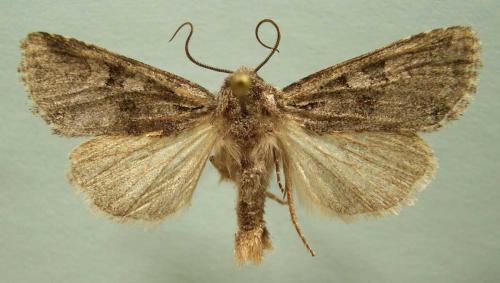 Euxoa sp.