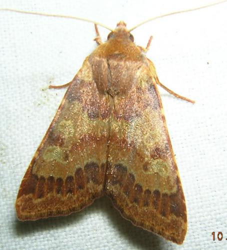 Agrochola helvola