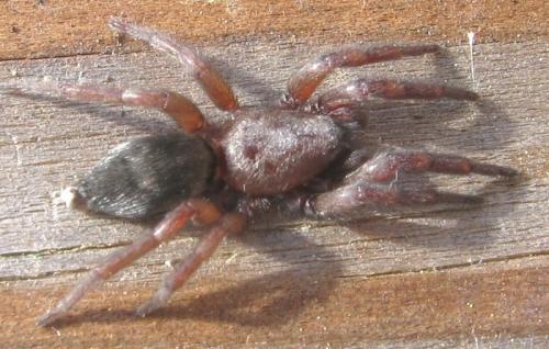 Réf. 14 880 : Scotophaeus scutulatus