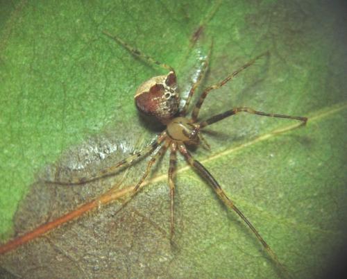 Ero tuberculata