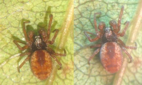 Dictyna arundinacea