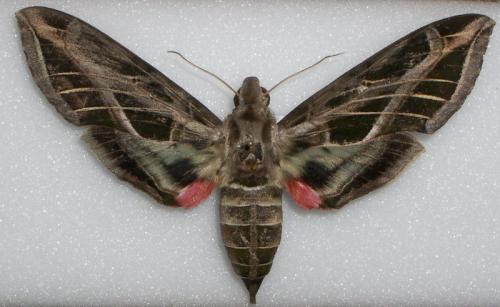 Réf. 14 976 : Eumorpha sp.