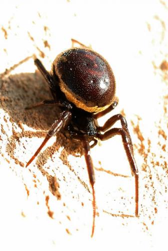 Steatoda paykulliana