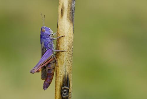 Réf. 14 563 : Stenobothrus lineatus lineatus